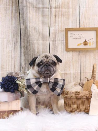 20241024くりこちゃん